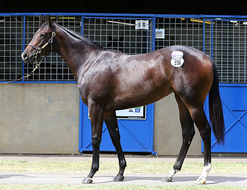 WRITTEN TYCOON x JUST MEILLE FILLY.